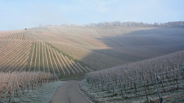 Dégustation de vins et visite chez Schnaitmann