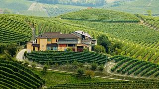 Wine Tasting and Winery Tour at Azienda Agricola Pasquale Pelissero Di Pelissero Ornella