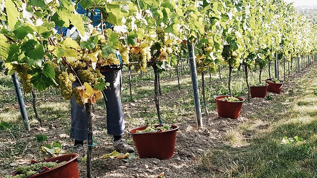Degustazione di vini e visita alla Weingut Pfeffingen
