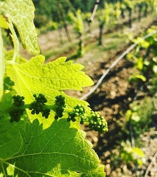 Dégustation et visite de vins au Château Haut-Blanville