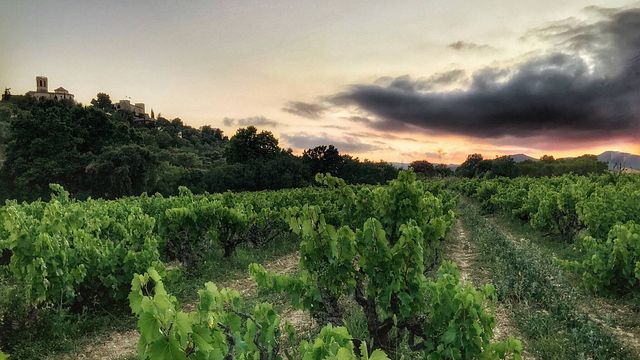 Solo Degustazione | Mas Bertran