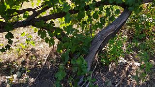 Una storia di 3000 anni fa. Visita uno dei vigneti più antichi del mondo | Cantine Bonaparte 