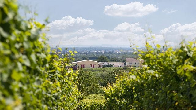 Bioland-Weingut Gerhard Schwarztrauber
