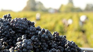 Degustazione di vini e tour allo Château des Ravatys