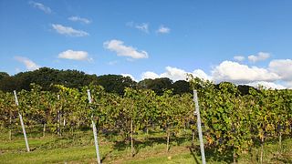 Warehorne Vineyard