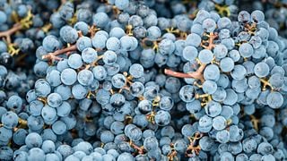 Primorska Wine Adventure at Klet Brda