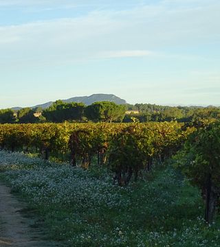 Domaine Massillan