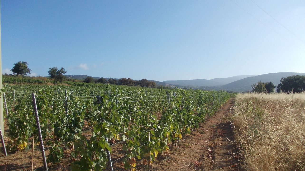 Cantina del Mandrolisai