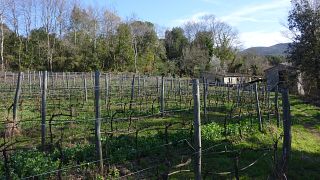 Kombinierte Weinprobe und Tour bei Mulini di Segalari società agricola snc