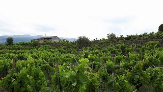 Taste Organic Etna Wines from Low-Intervention Vineyards
