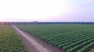 Degustazione di vini al tramonto in Masseria 