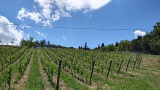 Vigna Della Cava