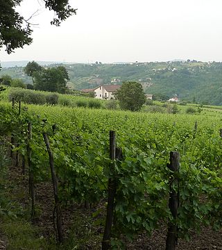 Cantina Giovanni Molettieri