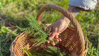 Matlagningskurs i insamling av ekologiska vilda örter och toskansk matlagning