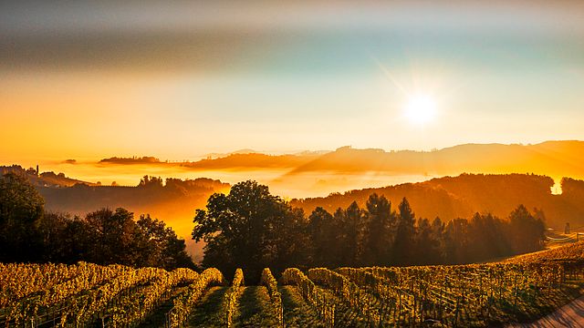 Weingut Adam-Lieleg