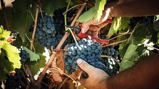 Varietal Tasting at Tenute Lombardo