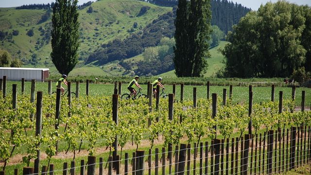 Weinkeller bei Matawhero Wines