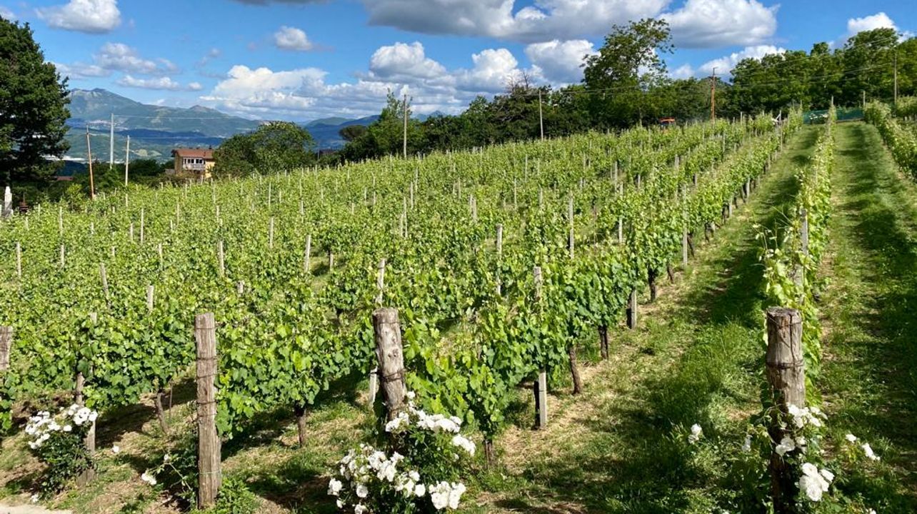 Descubrimiento del vino Fiano di Avellino
