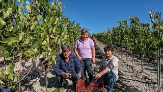 Cata de vinos y recorrido en Martoccia Di Brunelli.