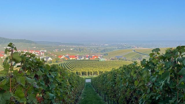 Laboratorio del vino Württemberg