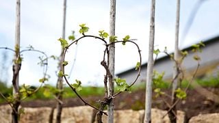 Degustazione di vini presso la cantina Erben von Beulwitz