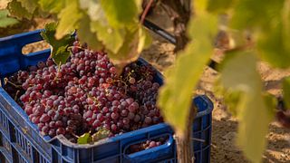 Nestor Winery