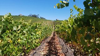 Degustação de vinhos e passeio no Karah Estate Vineyard