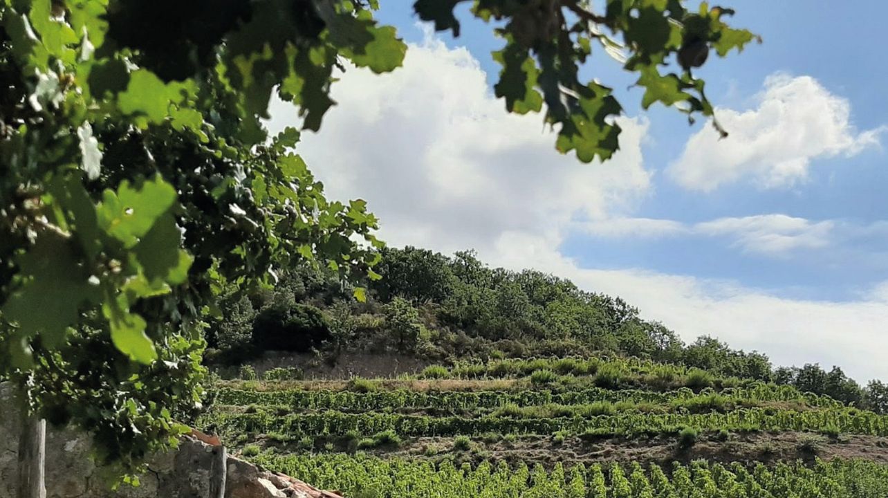 Azienda Vinicola Malaspina