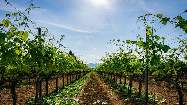 Terre Del Marchesato - Bolgheri