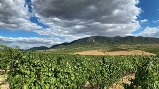 Dégustation de vins et visite des caves Bodegas Madrid Romero