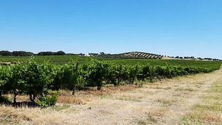 Cata de vinos en la Fundação Abreu Callado
