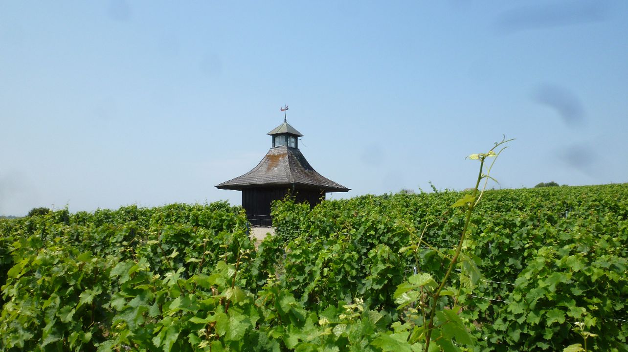 Degustação de vinhos e tour na vinícola Steigler