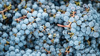 Weinprobe und Tour im Klet Brda
