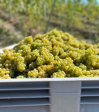 Weingut Sanders&Sanders