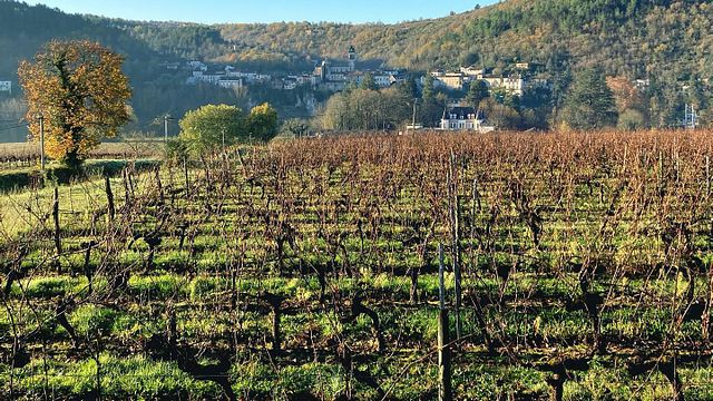 Vignobles Didier Pelvillain