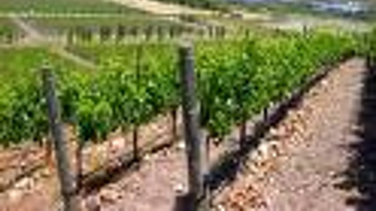 Pinguine, Halbinsel und Weintour