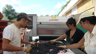 Weinprobe und Tour bei Capolino Perlingieri
