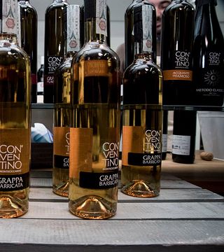 Marche Wine & Vineyard Journey at Conventino