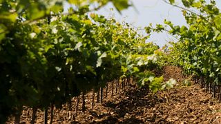 Cata de vinos y visita guiada en Fabio Ferracane
