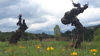 Degustazione di vini e visita alle Bodegas Monovar