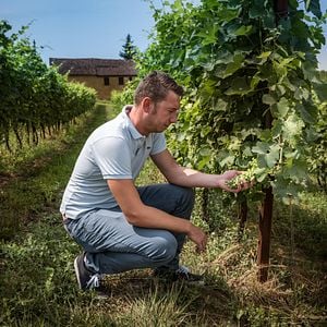 Dégustation et visite de vins haut de gamme à Cascina Faletta