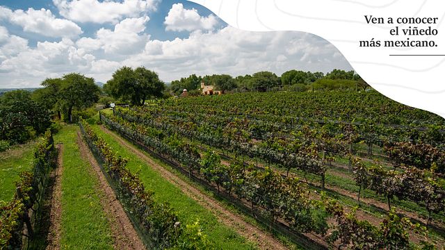 Visita e giro dei vigneti Azteca a Viñedos Azteca