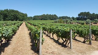 Visita e Degustação - Pretexto Tasting