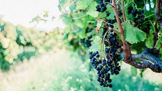 Populär vinprovning på Mollydooker Wines