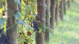 De la tierra a la botella en Dogliani Il Generale