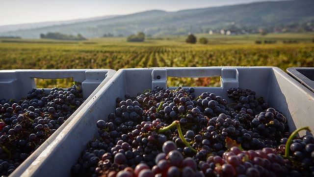 Weinprobe im Château De Chamirey