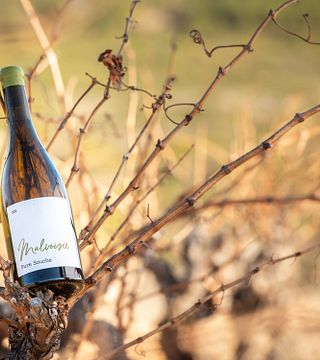 Rivesaltes, die Geheimnisse seines Terroirs