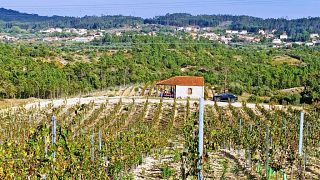 Wine Experience