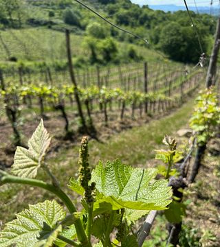 Degustazione di vini alla Cantina I Ciacca