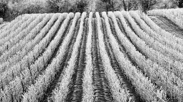 Weinprobe und Führung im Domaine de L'Echelette